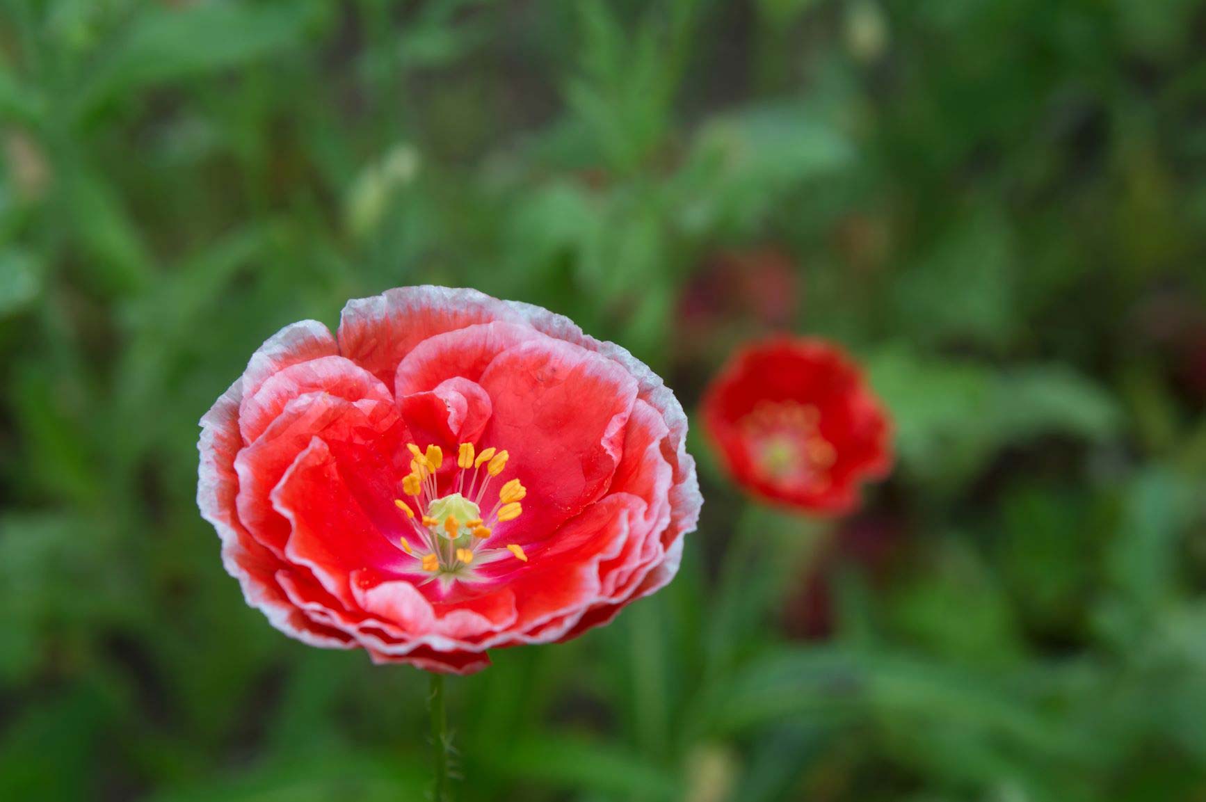 poppy-flower